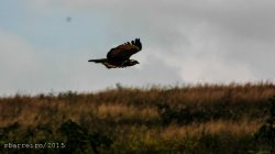 Caracara cheriway